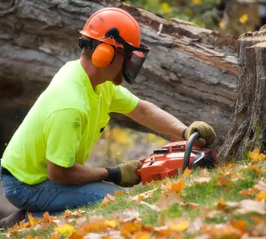 tree services Shelton